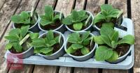 DIGITALIS FOXGLOVE CREAM PLANTS - 4