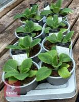 DIGITALIS FOXGLOVE CREAM PLANTS - 5