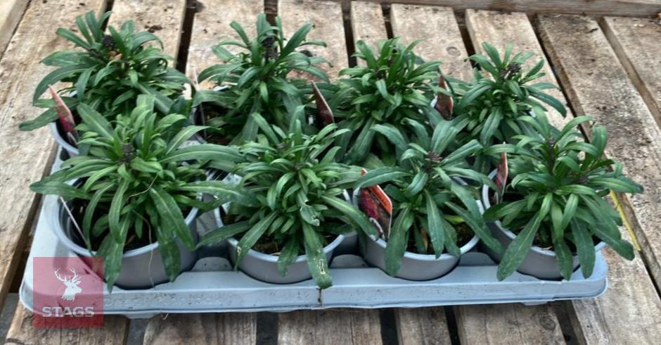 8 ERYSIMUM WALLFLOWER SUNSET PLANTS