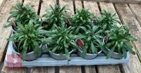 8 ERYSIMUM WALLFLOWER SUNSET PLANTS