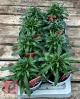 8 ERYSIMUM WALLFLOWER SUNSET PLANTS - 2