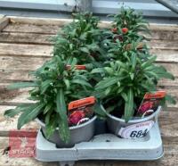 8 ERYSIMUM WALLFLOWER SUNSET PLANTS - 3