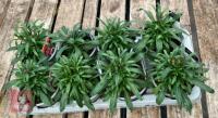 8 ERYSIMUM WALLFLOWER SUNSET PLANTS - 4
