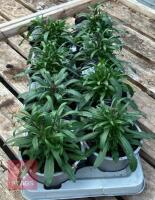 8 ERYSIMUM WALLFLOWER SUNSET PLANTS - 5