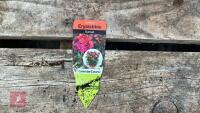 8 ERYSIMUM WALLFLOWER SUNSET PLANTS - 6