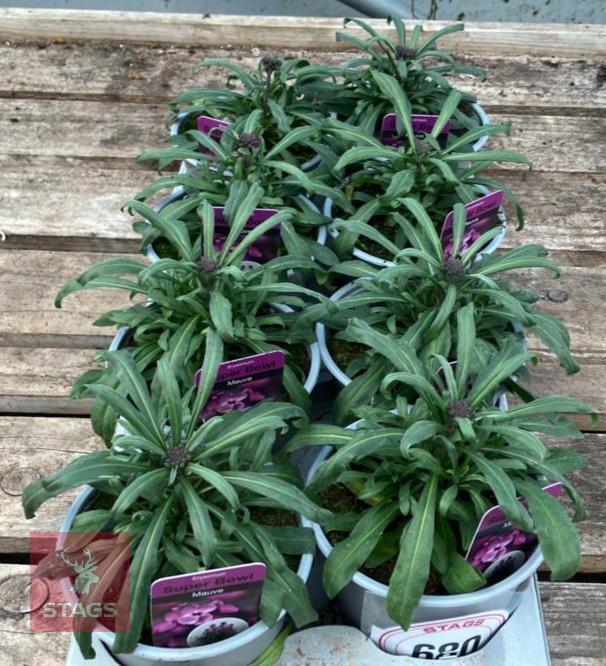 8 ERYSIMUM WALLFLOWER MAUVE PLANTS