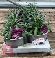 8 ERYSIMUM WALLFLOWER MAUVE PLANTS - 2