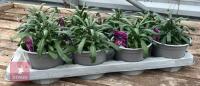 8 ERYSIMUM WALLFLOWER MAUVE PLANTS - 3