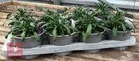 8 ERYSIMUM WALLFLOWER MAUVE PLANTS - 5