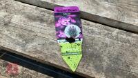 8 ERYSIMUM WALLFLOWER MAUVE PLANTS - 6