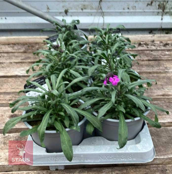 8 ERYSIMUM WALLFLOWER MAUVE PLANTS