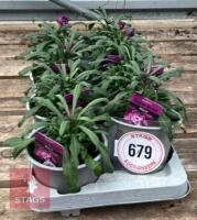 8 ERYSIMUM WALLFLOWER MAUVE PLANTS - 2