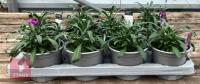 8 ERYSIMUM WALLFLOWER MAUVE PLANTS - 4