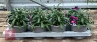 8 ERYSIMUM WALLFLOWER MAUVE PLANTS - 5