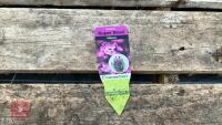 8 ERYSIMUM WALLFLOWER MAUVE PLANTS - 6
