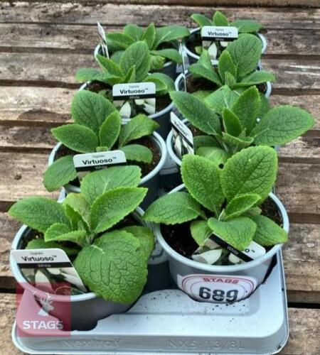 8 DIGITALIS FOXGLOVE WHITE PLANTS