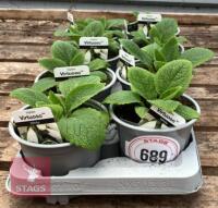 8 DIGITALIS FOXGLOVE WHITE PLANTS - 2