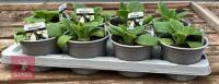 8 DIGITALIS FOXGLOVE WHITE PLANTS - 3