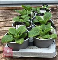 8 DIGITALIS FOXGLOVE WHITE PLANTS - 4
