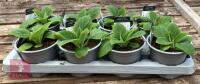 8 DIGITALIS FOXGLOVE WHITE PLANTS - 5