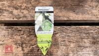 8 DIGITALIS FOXGLOVE WHITE PLANTS - 6
