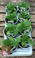 8 DIGITALIS FOXGLOVE WHITE PLANTS