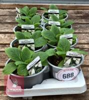 8 DIGITALIS FOXGLOVE WHITE PLANTS - 2