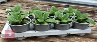 8 DIGITALIS FOXGLOVE WHITE PLANTS - 3
