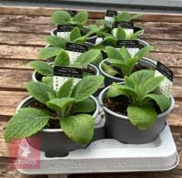 8 DIGITALIS FOXGLOVE WHITE PLANTS - 4