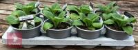 8 DIGITALIS FOXGLOVE WHITE PLANTS - 5