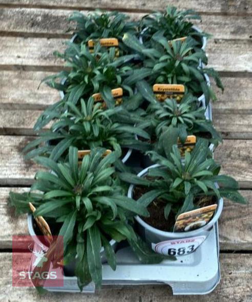8 ERYSIMUM WALLFLOWER YELLOW PLANTS