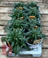 8 ERYSIMUM WALLFLOWER YELLOW PLANTS