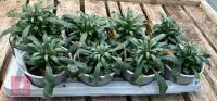 8 ERYSIMUM WALLFLOWER YELLOW PLANTS - 3