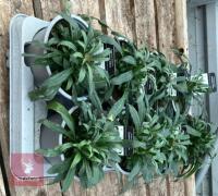 8 ERYSIMUM WALLFLOWER YELLOW PLANTS - 5