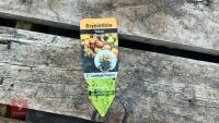8 ERYSIMUM WALLFLOWER YELLOW PLANTS - 6
