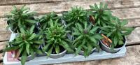 8 ERYSIMUM WALLFLOWER ORANGE PLANTS