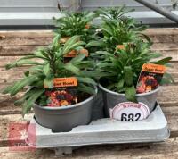 8 ERYSIMUM WALLFLOWER ORANGE PLANTS - 2