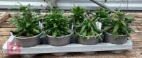 8 ERYSIMUM WALLFLOWER ORANGE PLANTS - 3