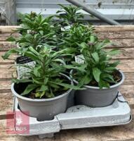 8 ERYSIMUM WALLFLOWER ORANGE PLANTS - 4