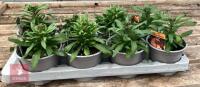 8 ERYSIMUM WALLFLOWER ORANGE PLANTS - 5