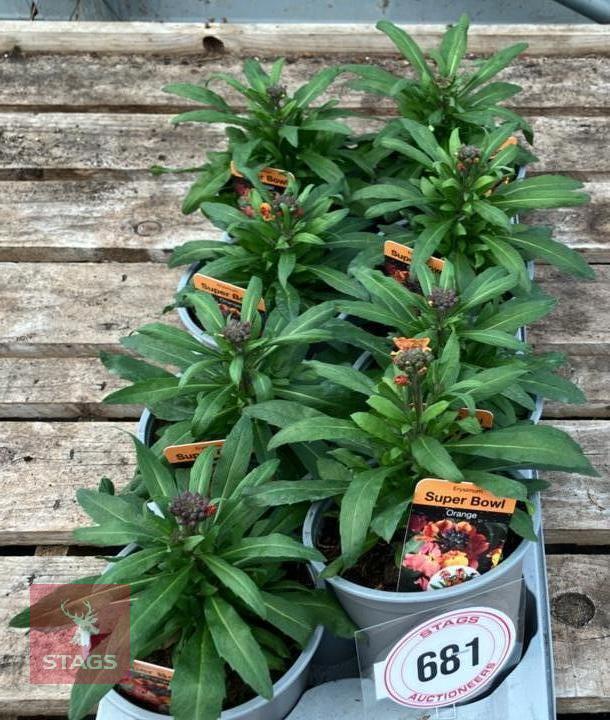 8 ERYSIMUM WALLFLOWER ORANGE PLANTS