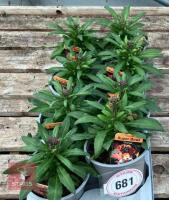 8 ERYSIMUM WALLFLOWER ORANGE PLANTS