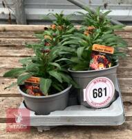 8 ERYSIMUM WALLFLOWER ORANGE PLANTS - 2