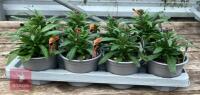 8 ERYSIMUM WALLFLOWER ORANGE PLANTS - 3