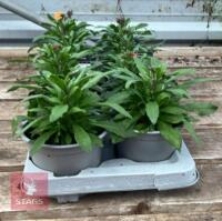8 ERYSIMUM WALLFLOWER ORANGE PLANTS - 4