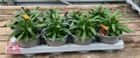 8 ERYSIMUM WALLFLOWER ORANGE PLANTS - 5