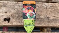 8 ERYSIMUM WALLFLOWER ORANGE PLANTS - 6