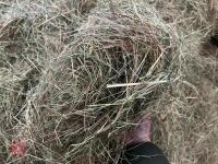 50 ROUND BALES OF 2025 HAY - BIDS PER BALE - 5