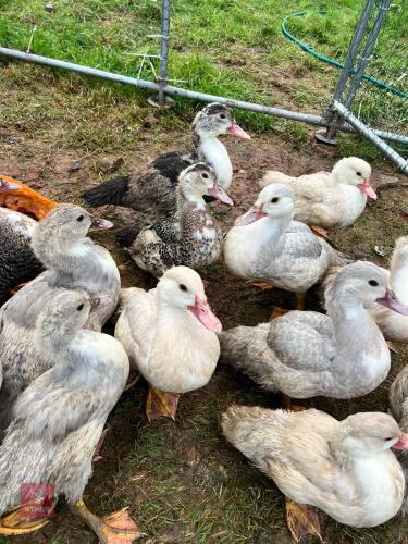 PAIR OF MUSCOVY DUCKS - BIDS PER LIFE