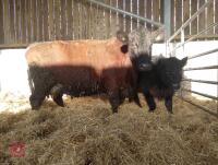 6YO GLOUCESTER X COW & CALF AT FOOT - BIDS FOR THE PAIR - 2